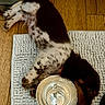 animal, black, brown, collar, cute, dog, domestic_animal, floor, fur, indoor, lying_down, pet, puppy, resting, rug, sleepy, spotted, water_bowl, white, wooden_floor
