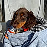 Bazil a rejoint le concours — aidez-le/la à gagner de superbes lots ! dog, puppy, brown, tan, blanket, checkered, blue, fabric, chair, sunlight, outdoor, pet, cute, fur, animal, looking, resting, cozy, red_leash, portrait