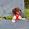 Bazil participe au concours pour gagner de l'argent avec cette photo : puppy, dog, brown, white, red_harness, mesh_chair, outdoor, garden, greenery, grass, pet, cute, small_dog, relaxed, sitting, animal, fur, ears, paw, nature