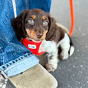 Bazil a rejoint le concours — aidez-le/la à gagner de superbes lots ! puppy, dog, pet, brown, white, red_harness, jeans, footwear, shoe, suede, outdoor, pavement, cute, small, animal, leash, closeup, adorable, young, companion
