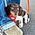 Bazil