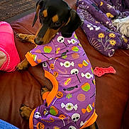 Diamond Dave is registered to the contest to win money with this photo: dog, dachshund, black_and_tan, pet, costume, halloween, purple_clothing, leather_couch, indoor, living_room, lounging, sitting, lying_down, floppy_ears, brown_eyes, dog_clothing, chew_toy, blanket, other_pets, cozy