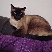 Rex is registered to the contest to win money with this photo: cat, siamese_cat, blue_eyes, portrait, close_up, animal, pet, feline, fur, brown_fur, dark_face, pointed_ears, whiskers, indoor, blanket, purple_blanket, couch, resting, lounging, home