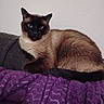 cat, siamese_cat, blue_eyes, portrait, close_up, animal, pet, feline, fur, brown_fur, dark_face, pointed_ears, whiskers, indoor, blanket, purple_blanket, couch, resting, lounging, home