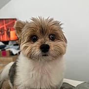 Milo is registered to the contest to win money with this photo: dog, small_dog, fluffy, cute, pet, indoor, close_up, fur, face, ears, eyes, nose, curious, groomed, bed, blanket, cozy, background, household, animal