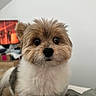 dog, small_dog, fluffy, cute, pet, indoor, close_up, fur, face, ears, eyes, nose, curious, groomed, bed, blanket, cozy, background, household, animal