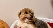 Milo is registered to the contest to win money with this photo: dog, pet, fluffy, bed, cushion, red, cozy, indoor, animal, cute, small_dog, canine, fur, resting, happy, tongue_out, looking_away, comfortable, home, relaxed