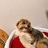 dog, pet, fluffy, bed, cushion, red, cozy, indoor, animal, cute, small_dog, canine, fur, resting, happy, tongue_out, looking_away, comfortable, home, relaxed