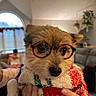 Milo is registered to the contest to win money with this photo: dog, glasses, sweater, indoor, pet, hand, person, blurred_background, cozy, cute, furry, small_dog, living_room, plant, window, human_hand, warm_lighting, portrait, eyewear, closeup
