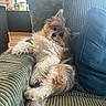Milo is registered to the contest to win money with this photo: dog, fluffy, couch, green_couch, pet, relaxed, living_room, wood_floor, pillow, curious, small_dog, indoors, furniture, cozy, canine, fur, companion, home, portrait, resting