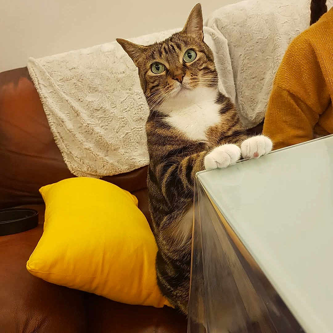 Tymo