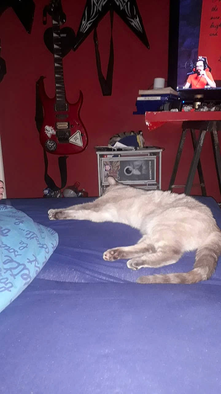 Blanchette a rejoint le concours — aidez-le/la à gagner de superbes lots ! carnivore, cat, felidae, room, small_to_medium_sized_cats