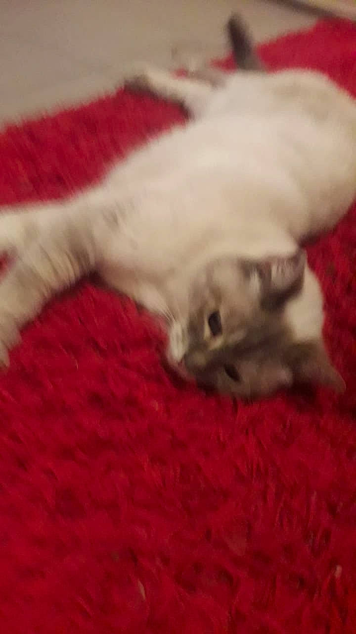 Blanchette participe au concours pour gagner de l'argent avec cette photo : british_shorthair, burmilla, carnivore, cat, colorpoint_shorthair, domestic_short_haired_cat, felidae, fur, kitten, mammal, persian, polydactyl_cat, ragdoll, small_to_medium_sized_cats, tail, turkish_angora, whiskers, white