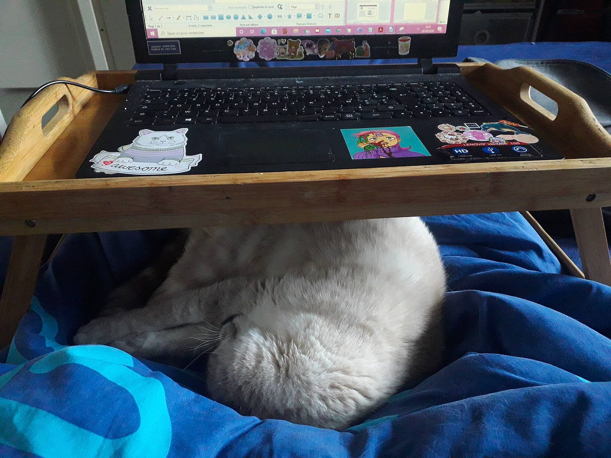 Blanchette a rejoint le concours — aidez-le/la à gagner de superbes lots ! cat, electronic_device, felidae, furniture, small_to_medium_sized_cats, table, technology