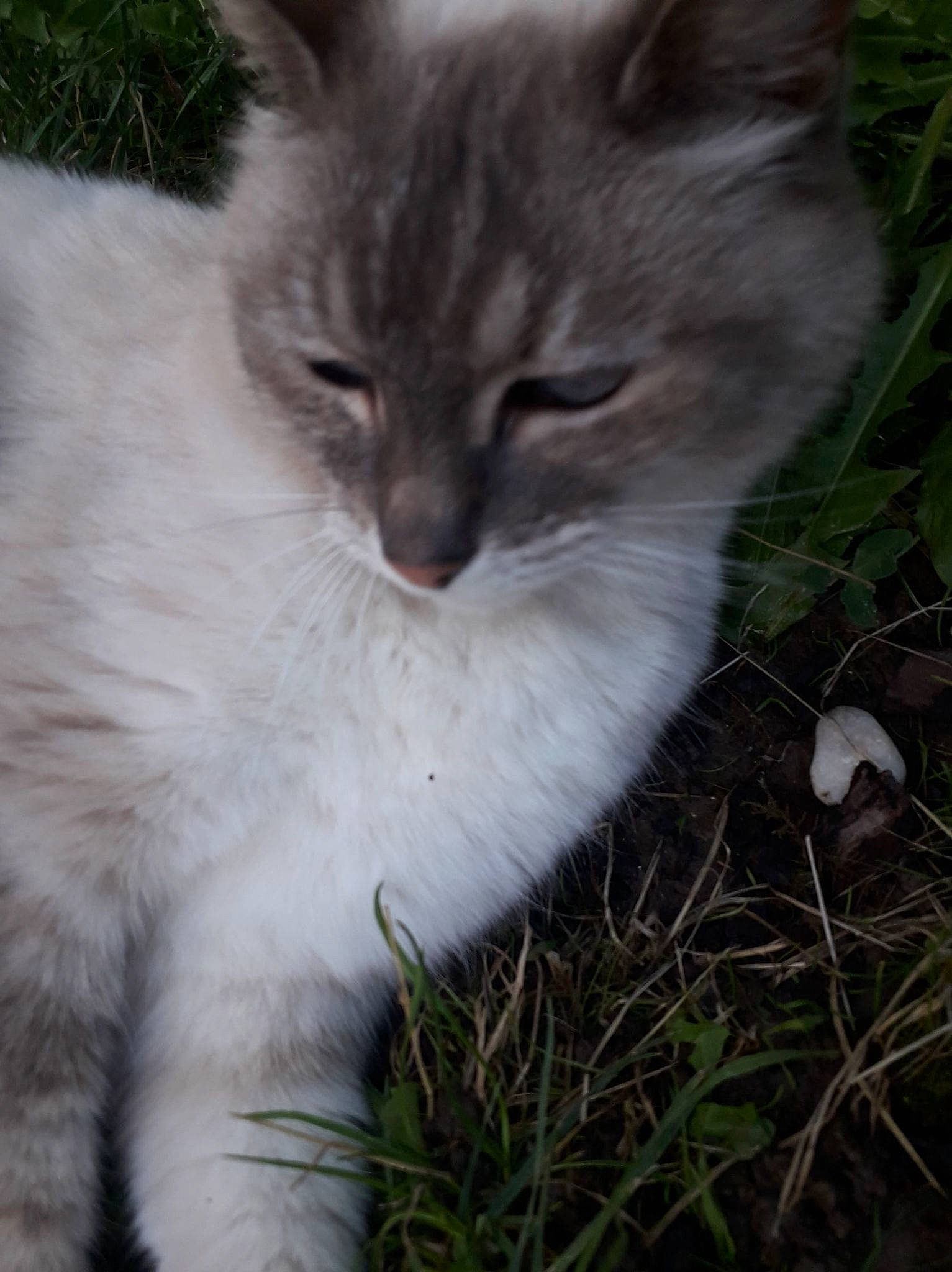 Blanchette a rejoint le concours — aidez-le/la à gagner de superbes lots ! asian_semi_longhair, british_semi_longhair, carnivore, cat, domestic_long_haired_cat, domestic_short_haired_cat, eye, felidae, fur, grass, kitten, mammal, norwegian_forest_cat, plant, ragamuffin, ragdoll, siberian, small_to_medium_sized_cats, snout, whiskers