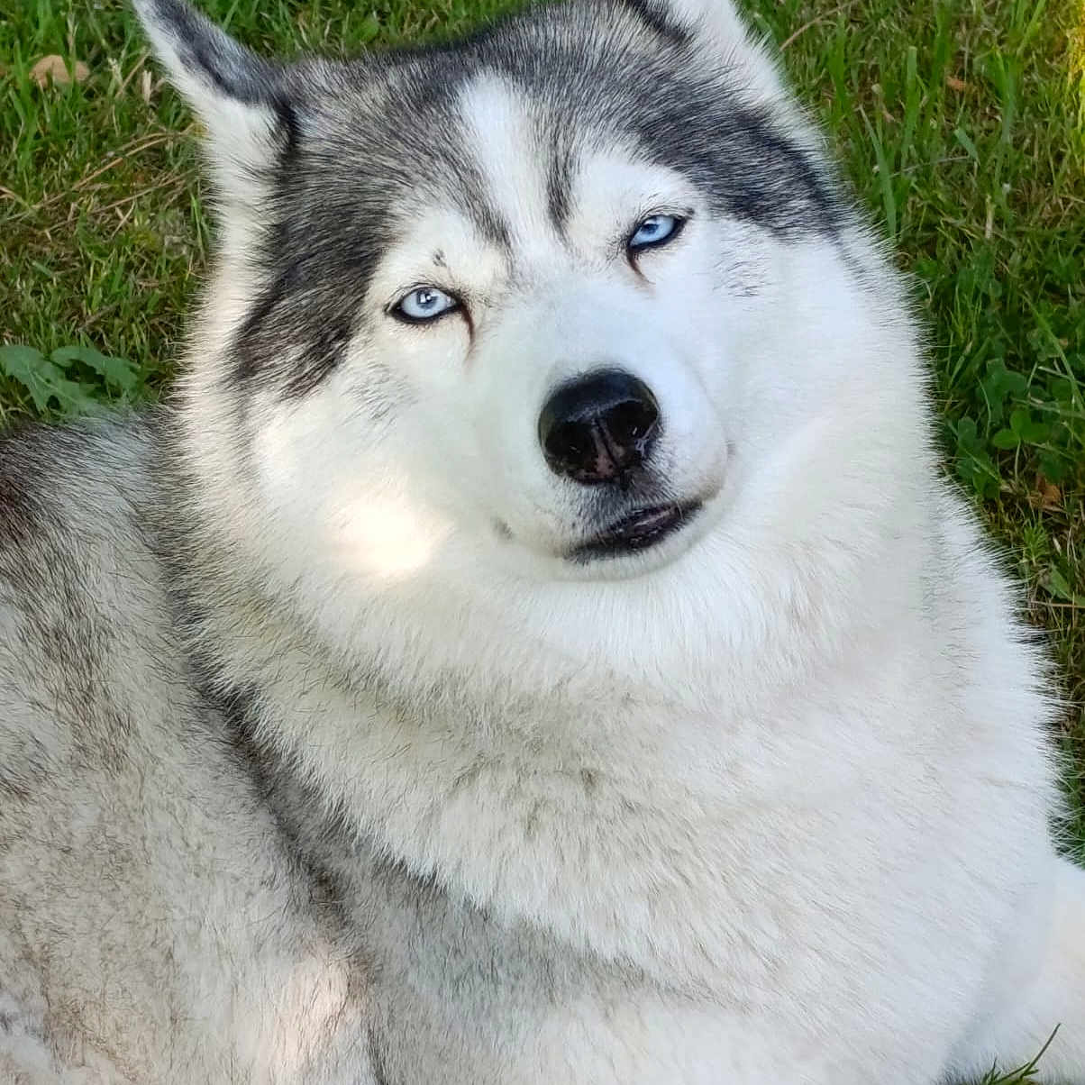 Nirka a rejoint le concours — aidez-le/la à gagner de superbes lots ! animal, blue_eyes, canine, close_up, cute, daylight, dog, domestic_animal, fluffy, friendly, fur, grass, husky, lying_down, mammal, nature, outdoor, pet, portrait, relaxed
