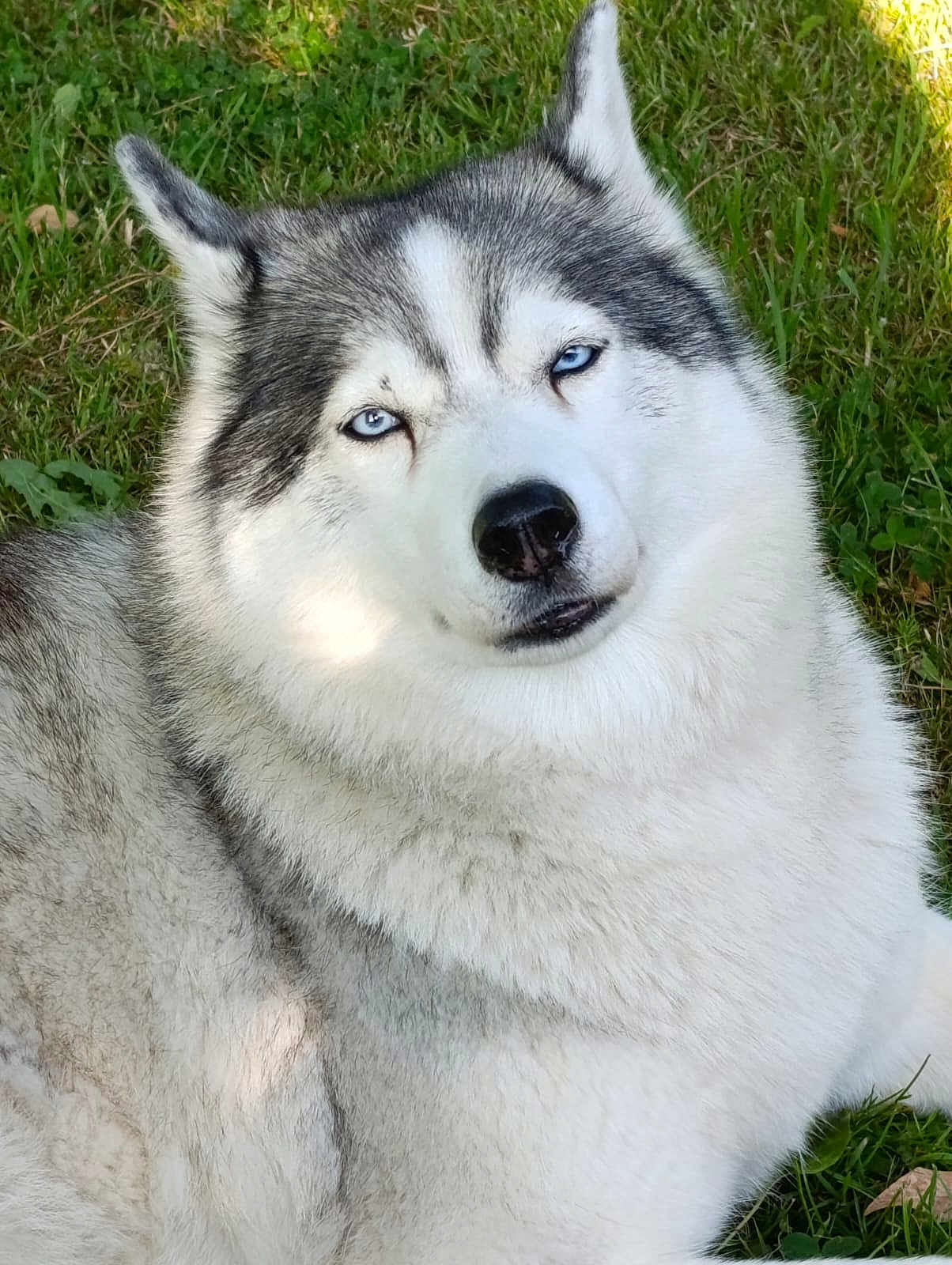 Nirka a rejoint le concours — aidez-le/la à gagner de superbes lots ! dog, husky, blue_eyes, fur, pet, animal, outdoor, grass, lying_down, portrait, canine, fluffy, nature, mammal, cute, friendly, domestic_animal, close_up, relaxed, daylight