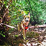 adventure, animal, canine, daylight, dog, exploring, forest, greenery, harness, leaves, mammal, nature, outdoor, pet, rocks, sunlight, trail, tree, walking, wilderness