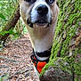 animal, bark, brown, canine, curious, daylight, dog, ears, forest, green, harness, heterochromia, leaves, moss, nature, outdoor, path, snout, tree, white