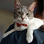 Mr.rumples joined the competition — help win amazing prizes! cat, gray_cat, white_cat, bow_tie, pet, indoor, close_up, animal, feline, cute, relaxed, person, shoulder, portrait, domestic_cat, whiskers, ears, eyes, fur, companionship