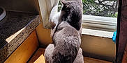 Mr.rumples joined the competition — help win amazing prizes! cat, gray_cat, white_paw, window, windowsill, wooden_surface, sunlight, shadow, indoor, greenery, tree, nature, pet, animal, looking_outside, daylight, curtain, quiet, resting, cozy