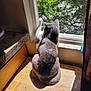 cat, gray_cat, white_paw, window, windowsill, wooden_surface, sunlight, shadow, indoor, greenery, tree, nature, pet, animal, looking_outside, daylight, curtain, quiet, resting, cozy