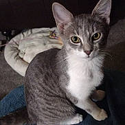 Mr.rumples is registered to the contest to win money with this photo: cat, gray_cat, white_cat, pet, animal, feline, indoor, sitting, curious, fur, whiskers, ears, eyes, tail, carpet, blanket, furniture, cozy, domestic, cute