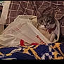 Mr.rumples is registered to the contest to win money with this photo: cat, plastic_bag, blanket, pillow, indoor, cozy, pet, animal, fur, face, eyes, ears, resting, home, patterned, fabric, cute, curious, mischievous, domestic