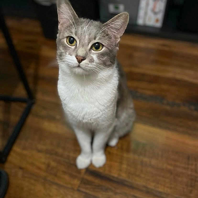 Mr.rumples joined the competition — help win amazing prizes! alert, animal, blurred_background, cat, companion, curious, cute, domestic_cat, ears, feline, fur, household, indoor, looking_up, mammal, pet, sitting, whiskers, wooden_floor, yellow_eyes