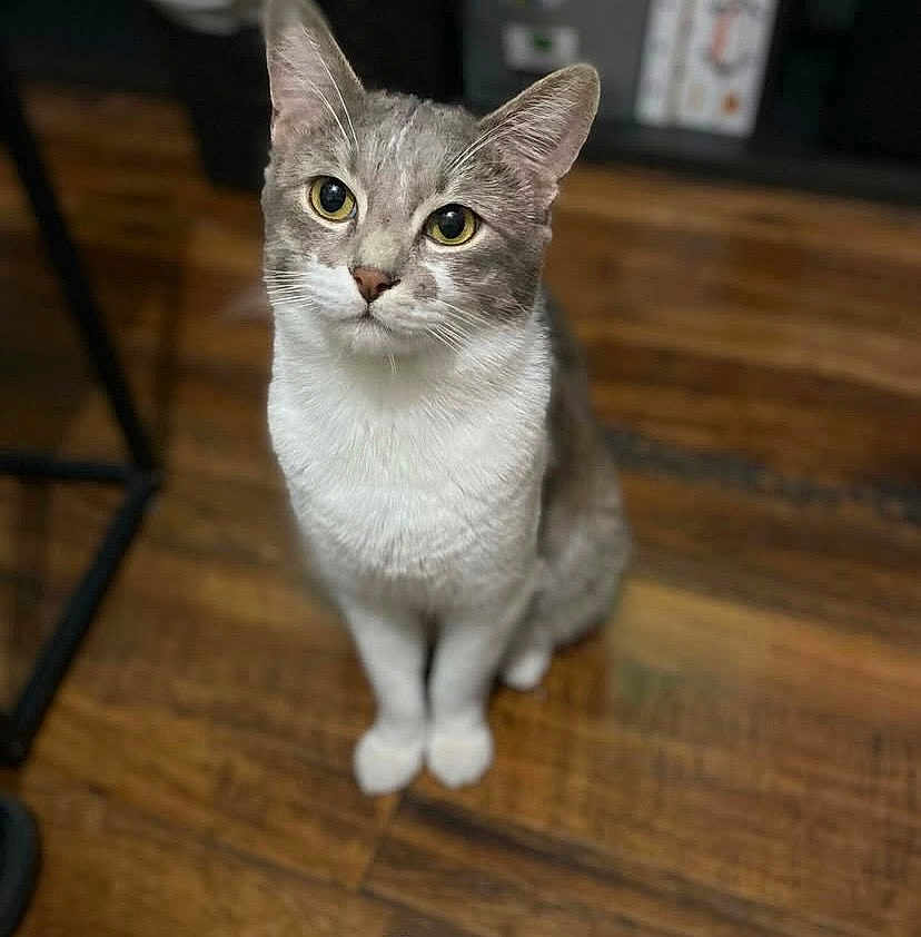 Mr.rumples joined the competition — help win amazing prizes! cat, pet, animal, indoor, wooden_floor, curious, sitting, yellow_eyes, feline, whiskers, ears, fur, domestic_cat, cute, looking_up, blurred_background, household, mammal, companion, alert