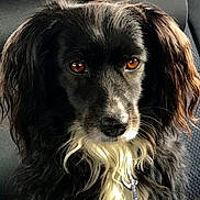 Noly a rejoint le concours — aidez-le/la à gagner de superbes lots ! dog, black_dog, white_fur, long_fur, leash, car_seat, pet, animal, close_up, portrait, brown_eyes, fluffy, sitting, indoors, calm, companion, cute, domestic_animal, furry, canine