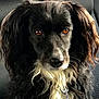 dog, black_dog, white_fur, long_fur, leash, car_seat, pet, animal, close_up, portrait, brown_eyes, fluffy, sitting, indoors, calm, companion, cute, domestic_animal, furry, canine