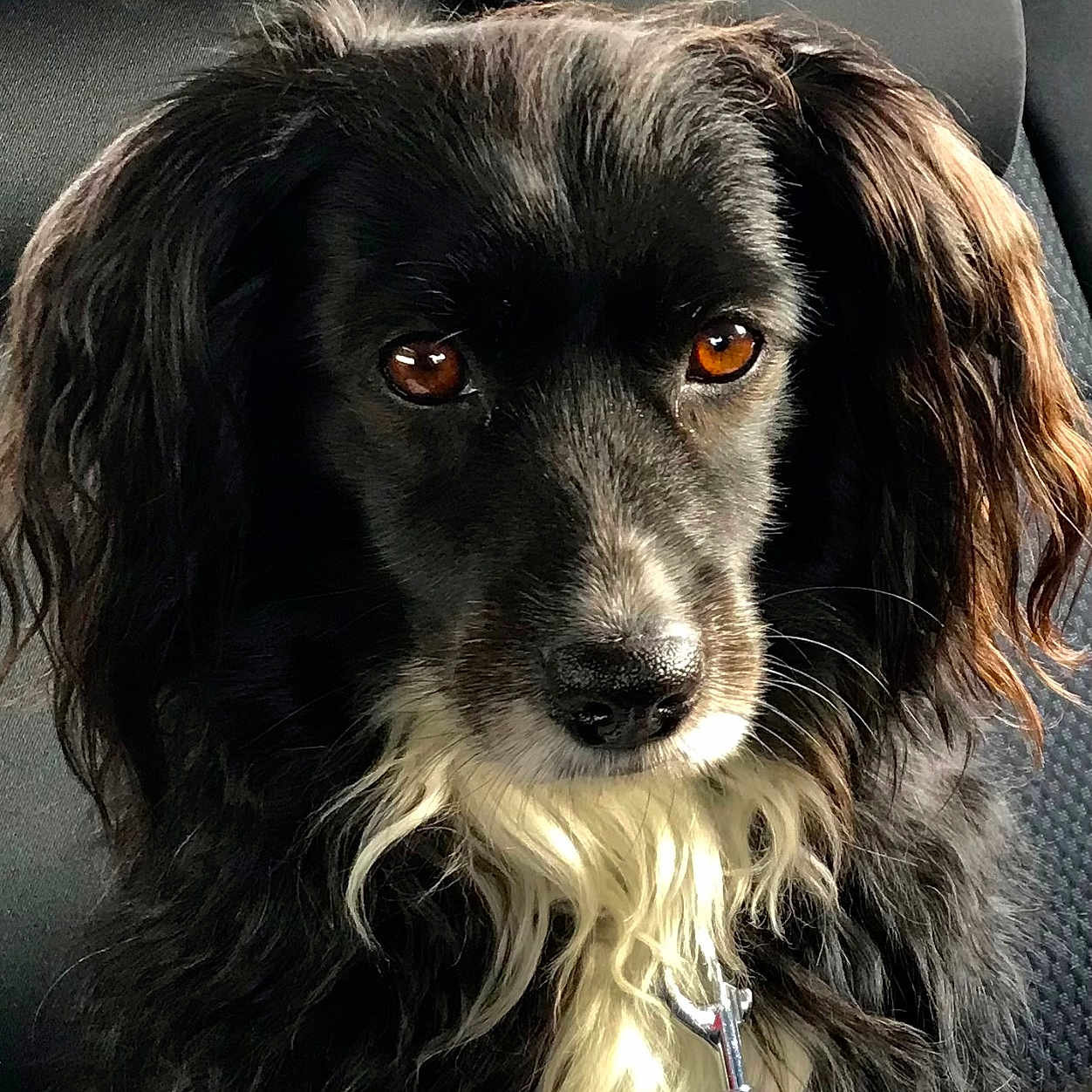 Noly a rejoint le concours — aidez-le/la à gagner de superbes lots ! animal, black_dog, brown_eyes, calm, canine, car_seat, close_up, companion, cute, dog, domestic_animal, fluffy, furry, indoors, leash, long_fur, pet, portrait, sitting, white_fur