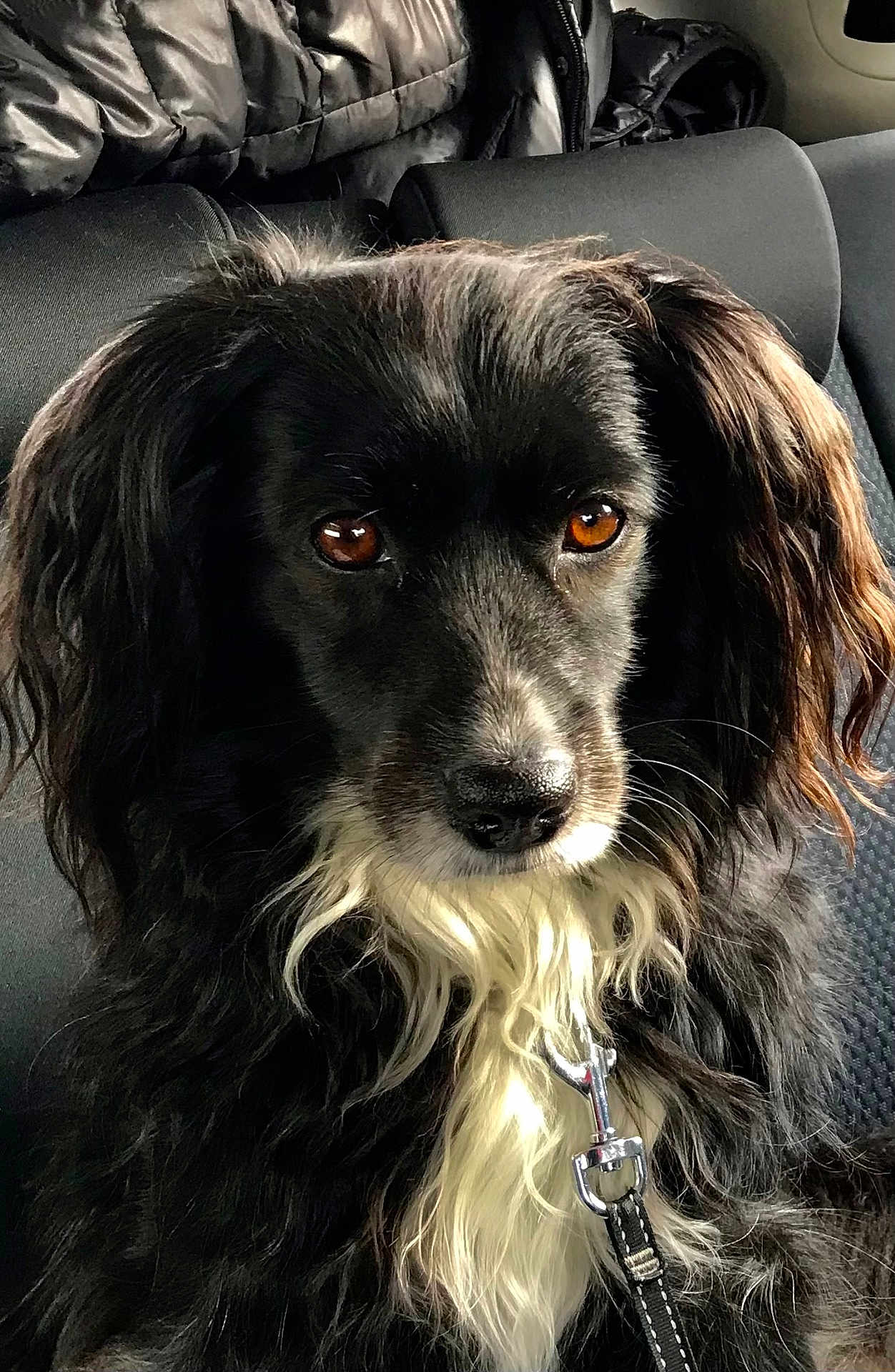 Noly a rejoint le concours — aidez-le/la à gagner de superbes lots ! dog, black_dog, white_fur, long_fur, leash, car_seat, pet, animal, close_up, portrait, brown_eyes, fluffy, sitting, indoors, calm, companion, cute, domestic_animal, furry, canine