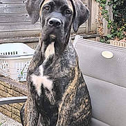 Alma participe au concours pour gagner de l'argent avec cette photo : dog, brindle, sitting, chair, outdoor, fence, ivy, pet, animal, canine, white_patch, backyard, laundry_basket, wood, fur, looking, ears, snout, nose, paw