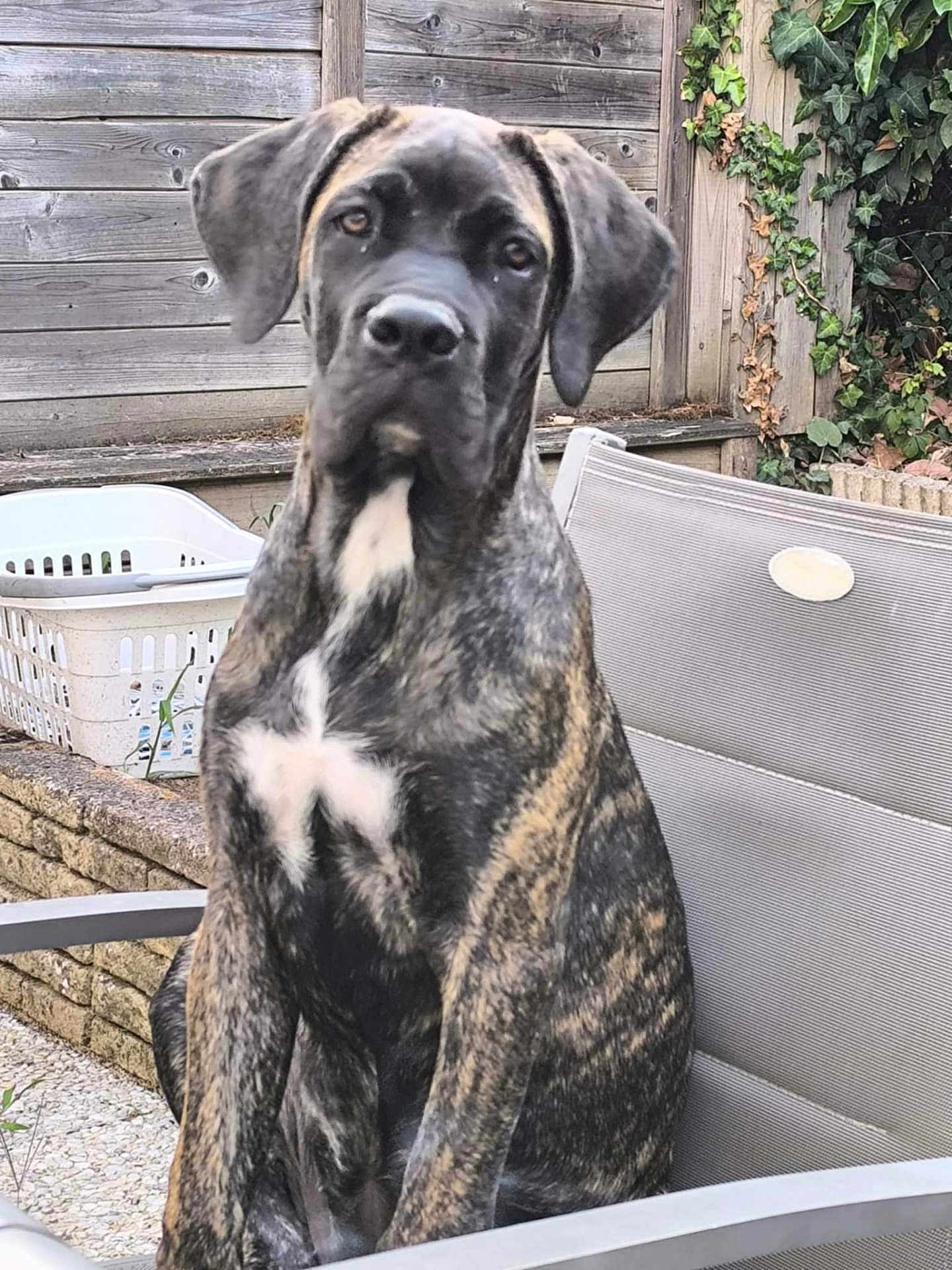 Alma participe au concours pour gagner de l'argent avec cette photo : dog, brindle, sitting, chair, outdoor, fence, ivy, pet, animal, canine, white_patch, backyard, laundry_basket, wood, fur, looking, ears, snout, nose, paw