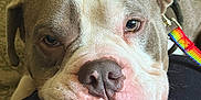 Sir Gimli The Great joined the competition — help win amazing prizes! dog, close_up, resting, sleepy, leash, rainbow, face, nose, wrinkles, pet, animal, indoor, expression, brown, white, fur, ears, cute, portrait, cozy