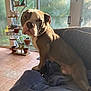 Sir Gimli The Great is registered to the contest to win money with this photo: dog, blanket, indoor, window, plant, potted_plant, sunlight, floor, furniture, couch, tile_floor, brown_dog, pet, canine, resting, cozy, home, animal, one_animal, daylight