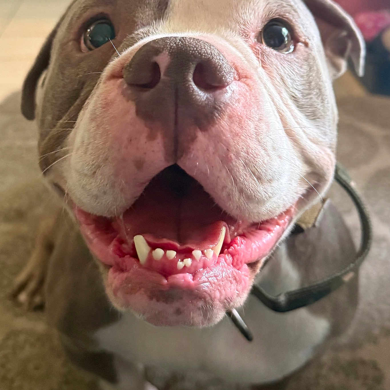 Sir Gimli The Great joined the competition — help win amazing prizes! animal, background, canine, carpet, close_up, collar, dog, domestic, face, floor, friendly, fur, happy, indoor, mouth, pet, playful, smiling, teeth, tongue