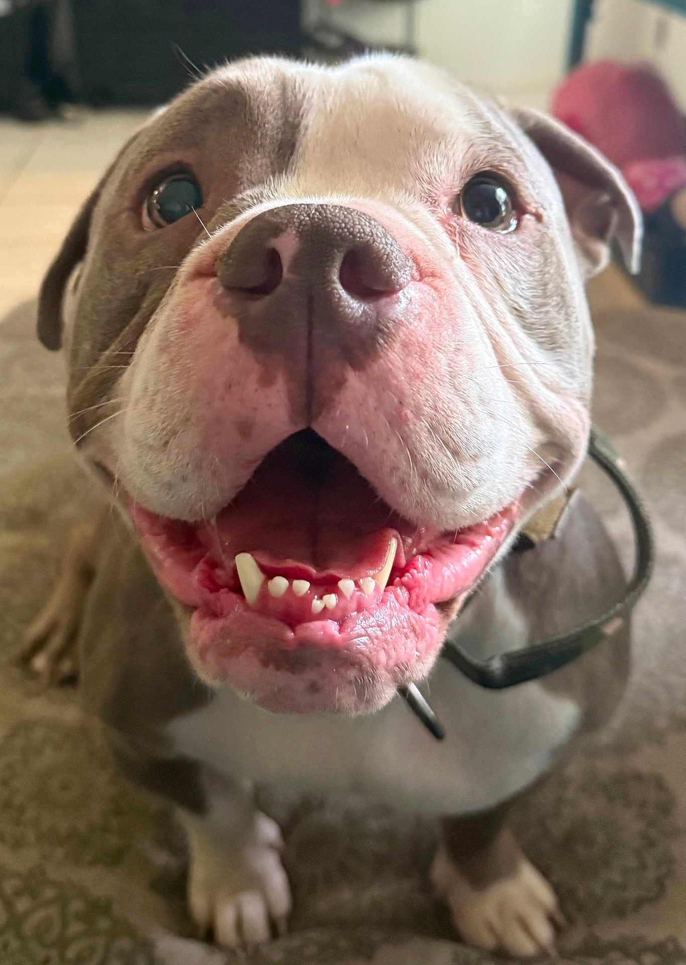 Sir Gimli The Great joined the competition — help win amazing prizes! dog, pet, smiling, close_up, happy, canine, indoor, face, mouth, teeth, tongue, fur, collar, animal, domestic, friendly, playful, background, floor, carpet