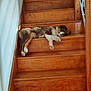 Ace participe au concours pour gagner de l'argent avec cette photo : dog, stairs, wood, sleeping, relaxed, brown, white, fur, paw, pet, indoors, resting, animal, cozy, quiet, daylight, side_view, house, calm, cute