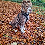 dog, muddy, autumn_leaves, forest, outdoor, nature, animal, pet, brown_fur, harness, sitting, leaves, fall, woods, canine, fur, trees, ground, seasonal, scenery
