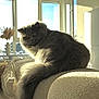 cat, gray_cat, fluffy, couch, sunlight, window, indoor, pet, furniture, pampas_grass, decor, cozy, home, relaxed, tail, animal, domestic_cat, comfort, soft, living_room