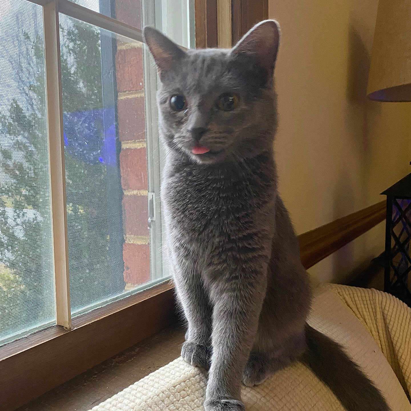 Smokey joined the competition — help win amazing prizes! abyssinian, animal, architecture, building, cat, chair, couch, curtain, furniture, homedecor, indoors, kitten, livingroom, manx, pet, room, siamese, window, windowsill, wood