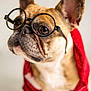 adorable, animal, brown, close_up, companion, cute, dog, ears, eyewear, fashion, french_bulldog, fur, glasses, indoor, looking_away, pet, portrait, red_jacket, snout, white