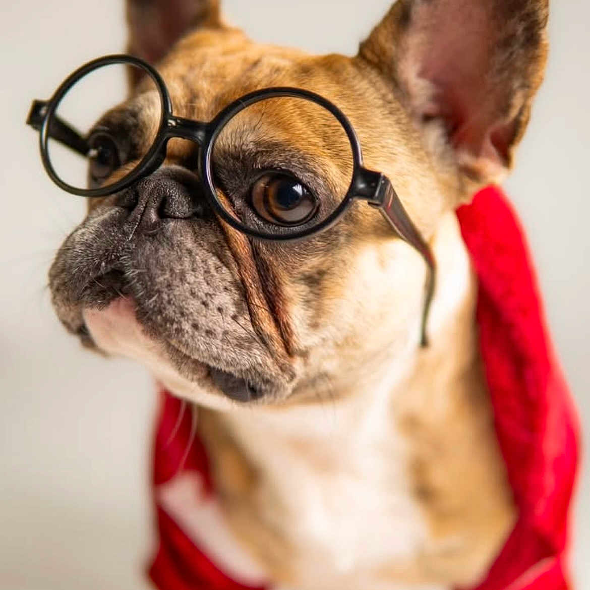 Knova joined the competition — help win amazing prizes! adorable, animal, brown, close_up, companion, cute, dog, ears, eyewear, fashion, french_bulldog, fur, glasses, indoor, looking_away, pet, portrait, red_jacket, snout, white