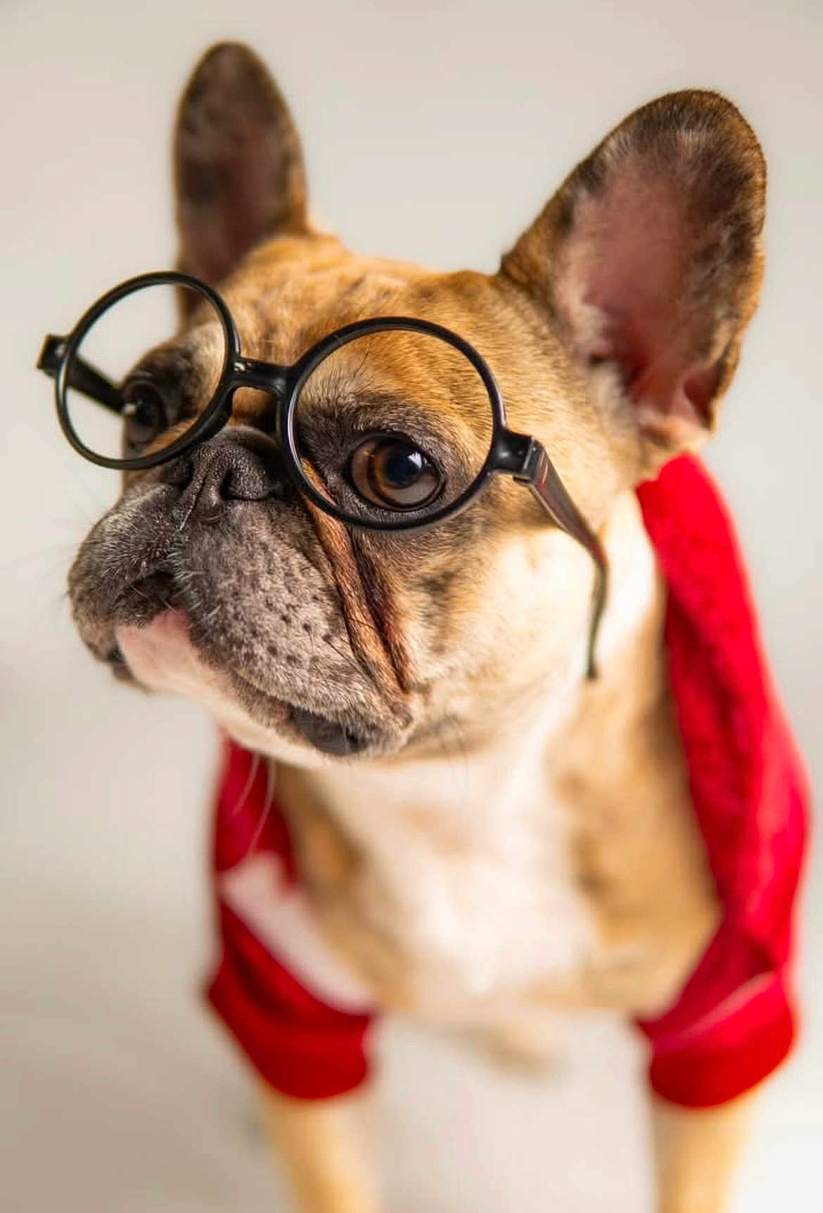Knova joined the competition — help win amazing prizes! adorable, animal, brown, close_up, companion, cute, dog, ears, eyewear, fashion, french_bulldog, fur, glasses, indoor, looking_away, pet, portrait, red_jacket, snout, white