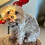 dog, small_dog, fluffy, red_bow, stool, wooden_stool, tongue_out, pet, indoor, blurred_background, curious, sitting, close_up, fur, animal, cute, playful, companion, household, domestic_animal