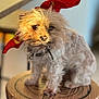 dog, small_dog, fluffy, bandana, red_bandana, stool, wooden_stool, indoor, pet, fur, blurry_background, warm_light, sitting, cute, animal, domestic_animal, collar, furniture, closeup, portrait