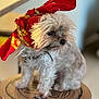 dog, small_dog, fluffy, scarf, red_scarf, wooden_stool, indoor, pet, animal, fur, collar, seated, side_view, close_up, cute, domestic, companion, portrait, soft_light, thoughtful